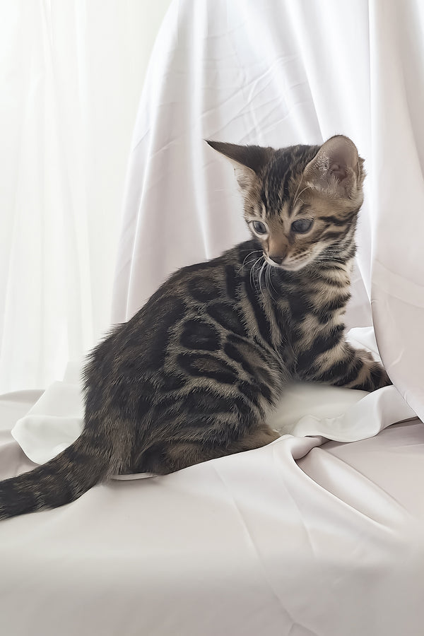 Marseille | Bengal Kitten
