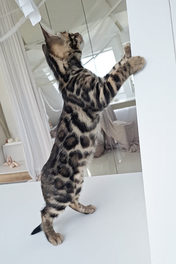 Marseille | Bengal Kitten