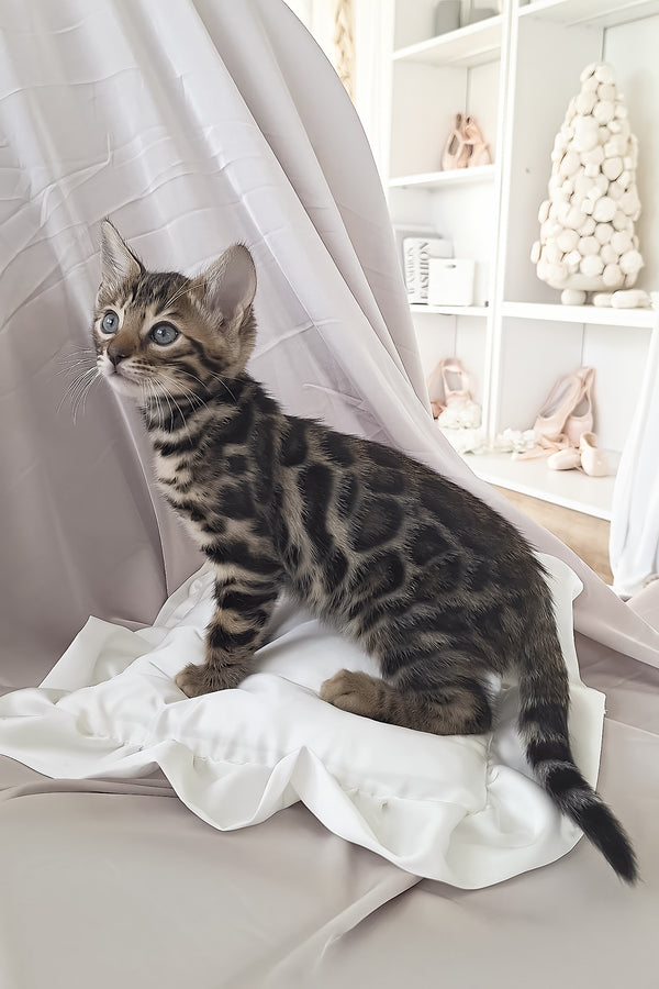 Marseille | Bengal Kitten