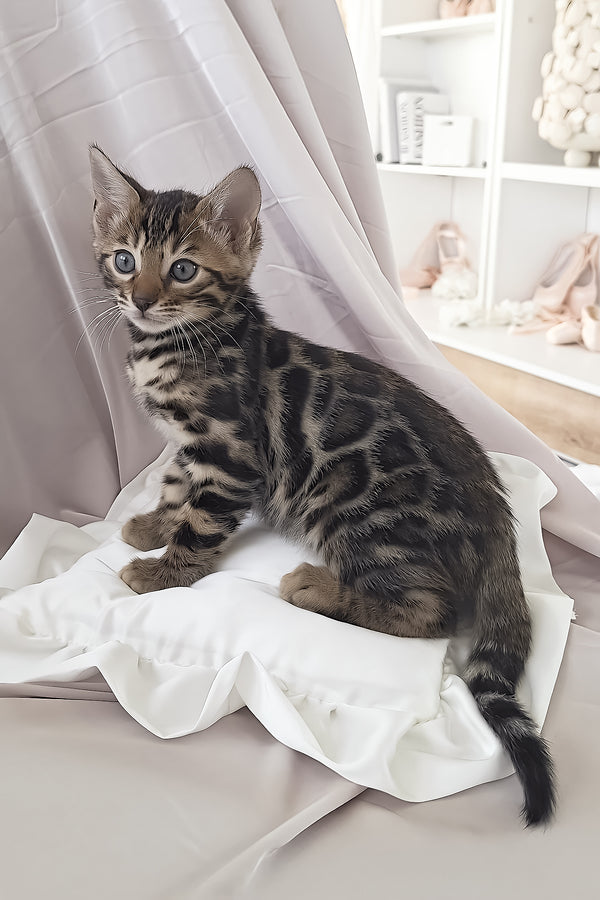Marseille | Bengal Kitten