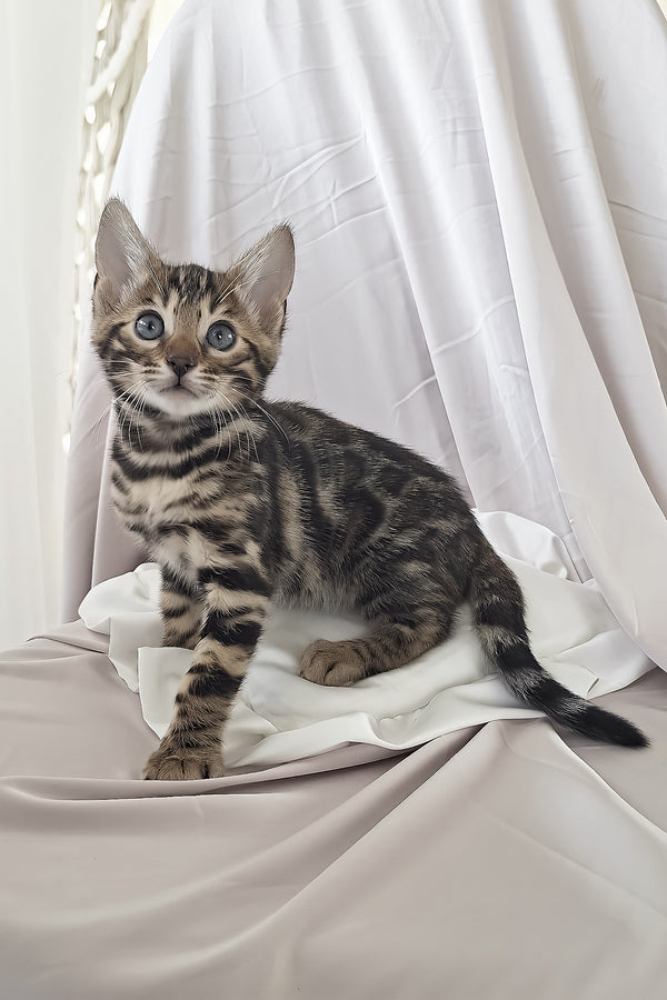 Marseille | Bengal Kitten