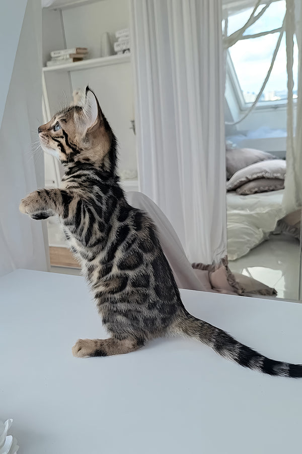 Marseille | Bengal Kitten