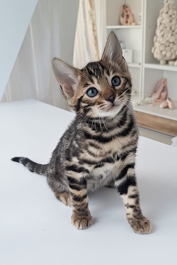 Marseille | Bengal Kitten