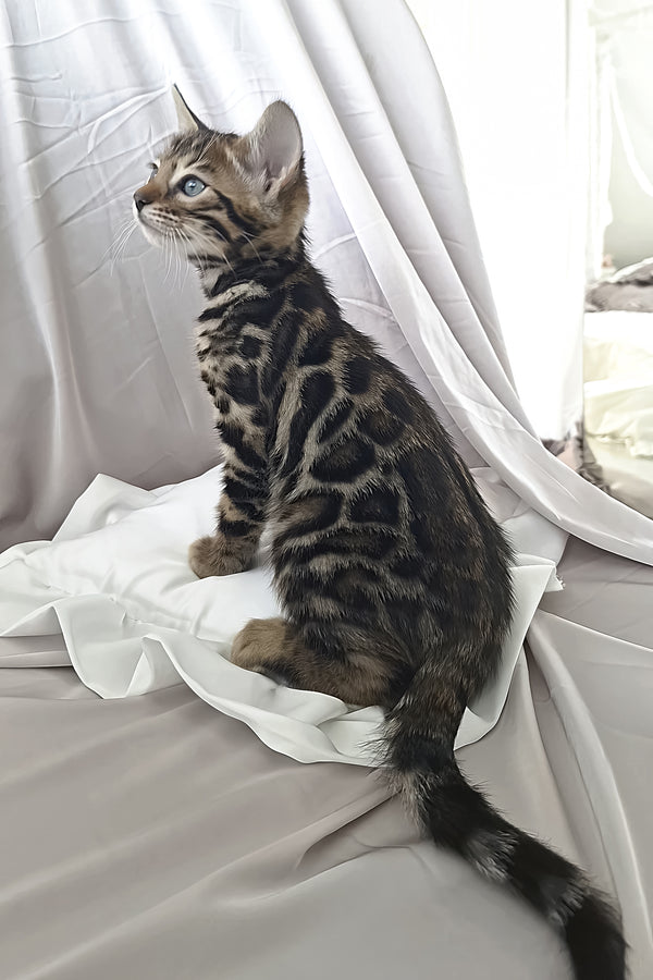 Marseille | Bengal Kitten