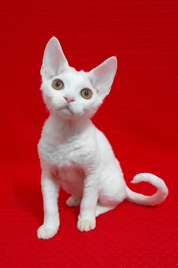Marseilles | Devon Rex Kitten