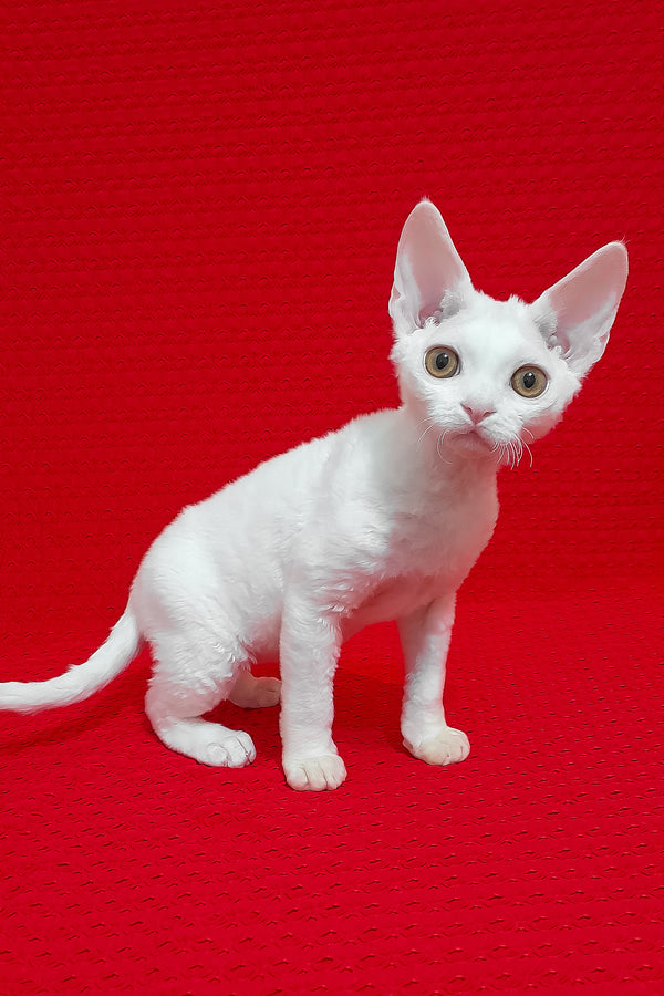 Marseilles | Devon Rex Kitten