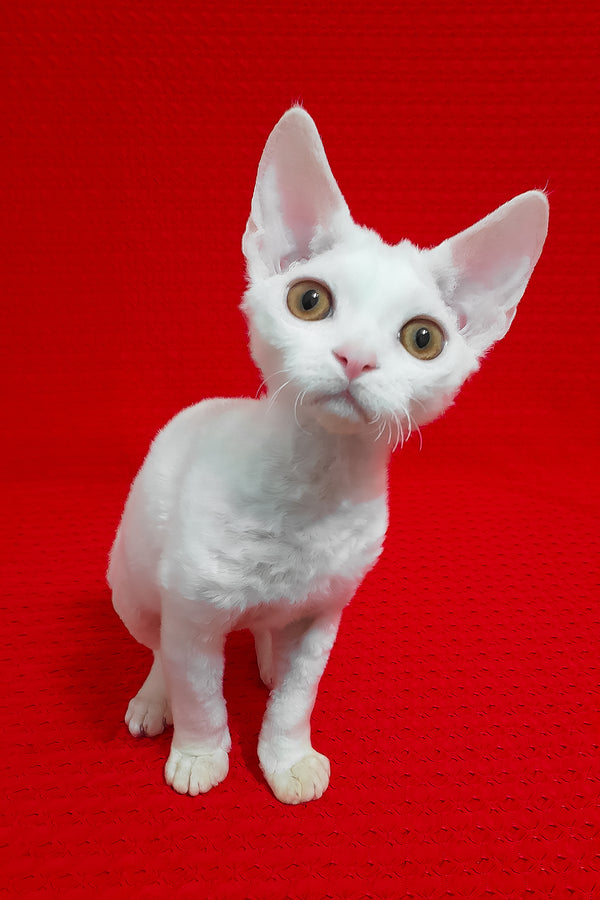 Marseilles | Devon Rex Kitten