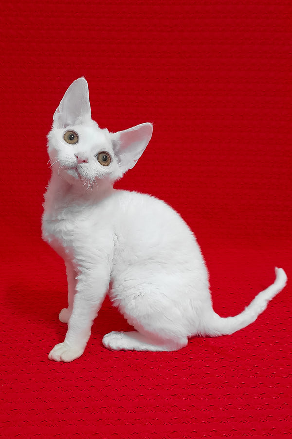 Marseilles | Devon Rex Kitten