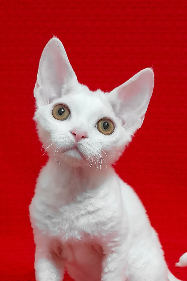 Marseilles | Devon Rex Kitten