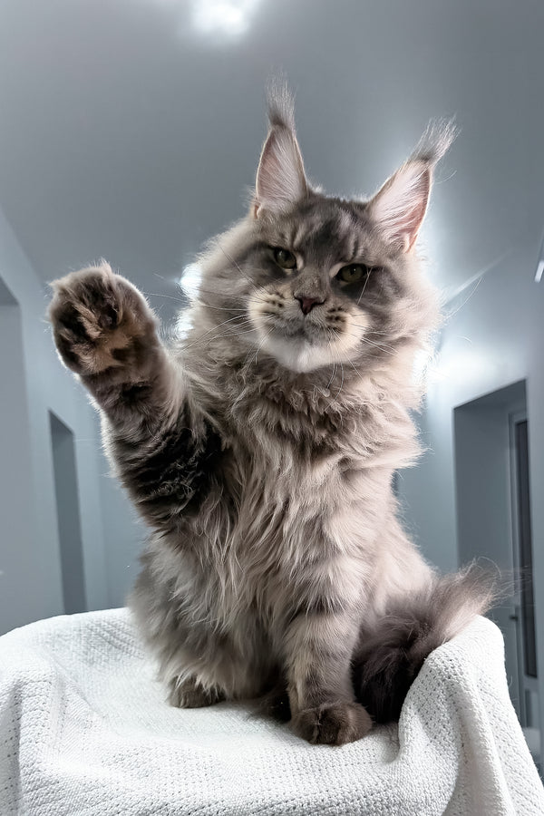 Marsel | Maine Coon Kitten