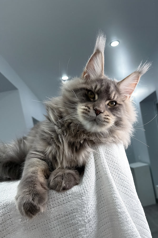 Marsel | Maine Coon Kitten