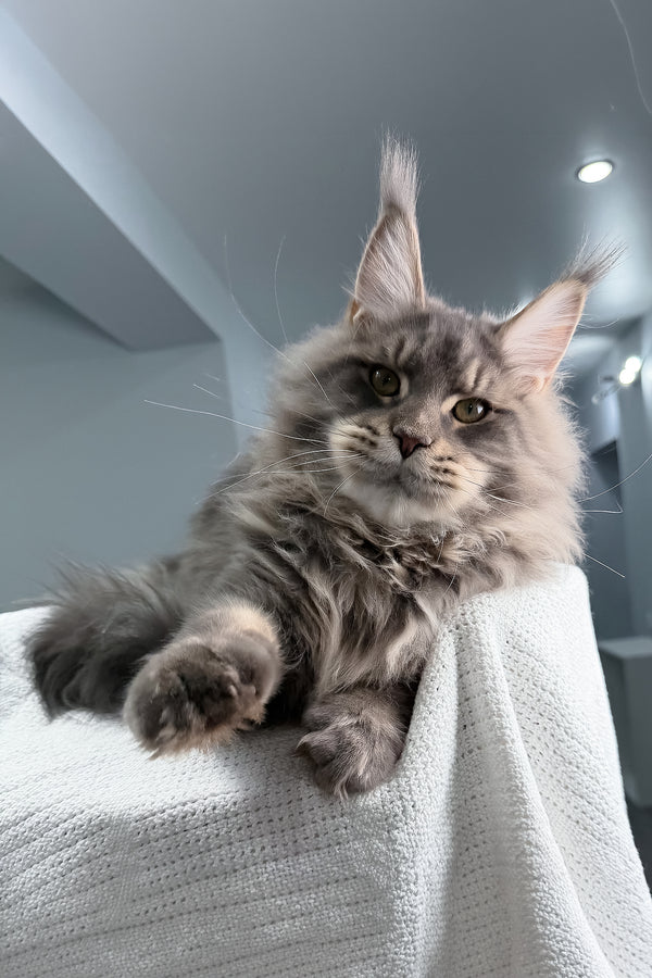 Marsel | Maine Coon Kitten