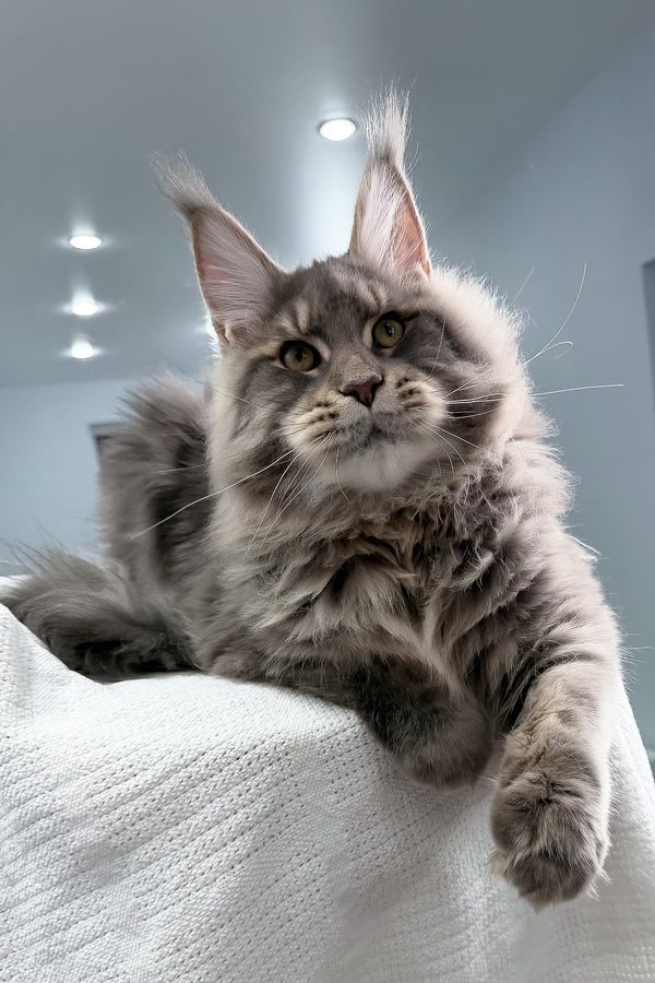 Marsel | Maine Coon Kitten