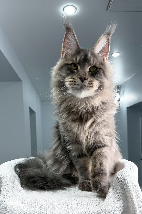 Marsel | Maine Coon Kitten