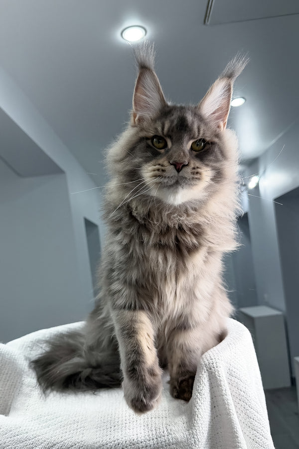 Marsel | Maine Coon Kitten