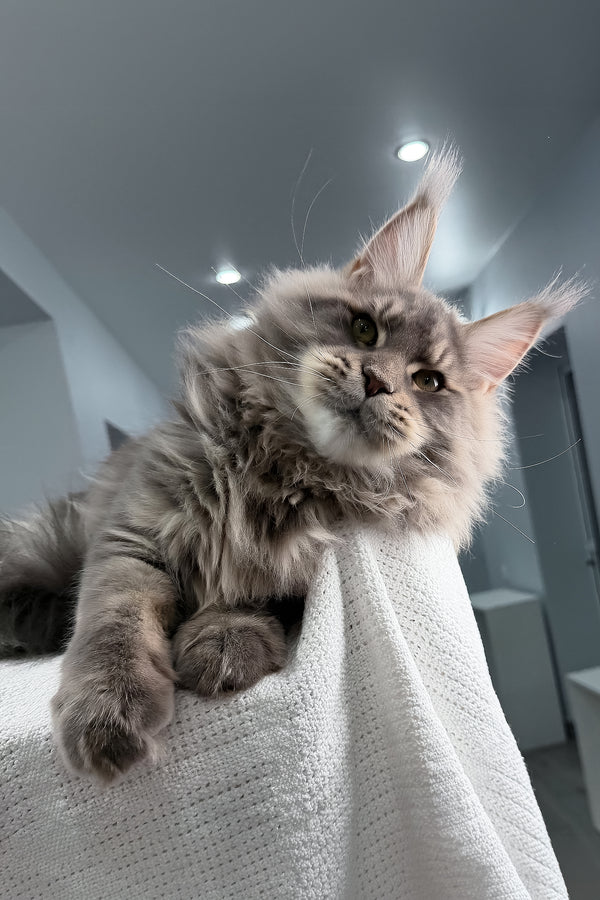 Marsel | Maine Coon Kitten