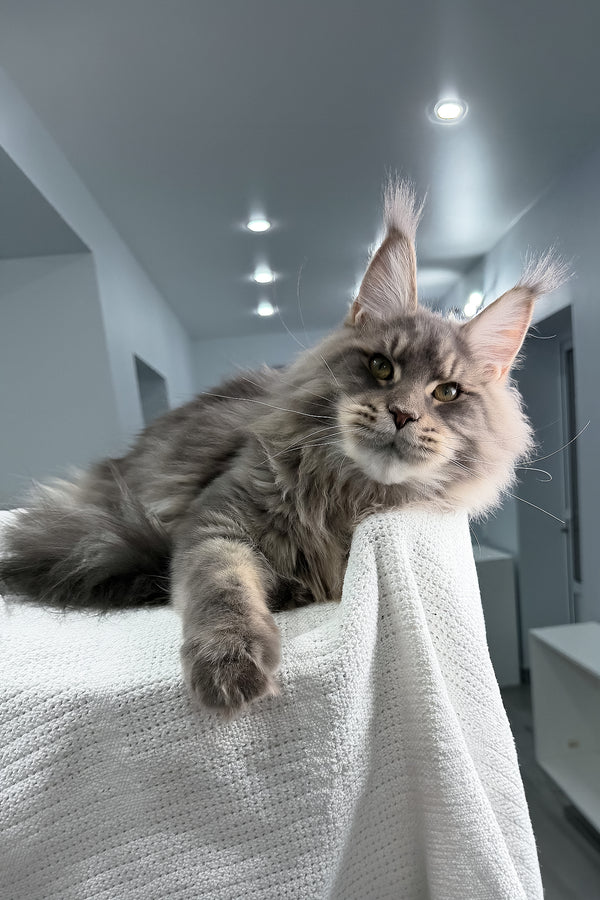 Marsel | Maine Coon Kitten