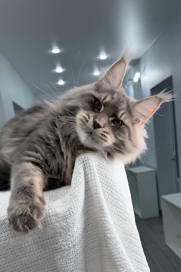 Marsel | Maine Coon Kitten