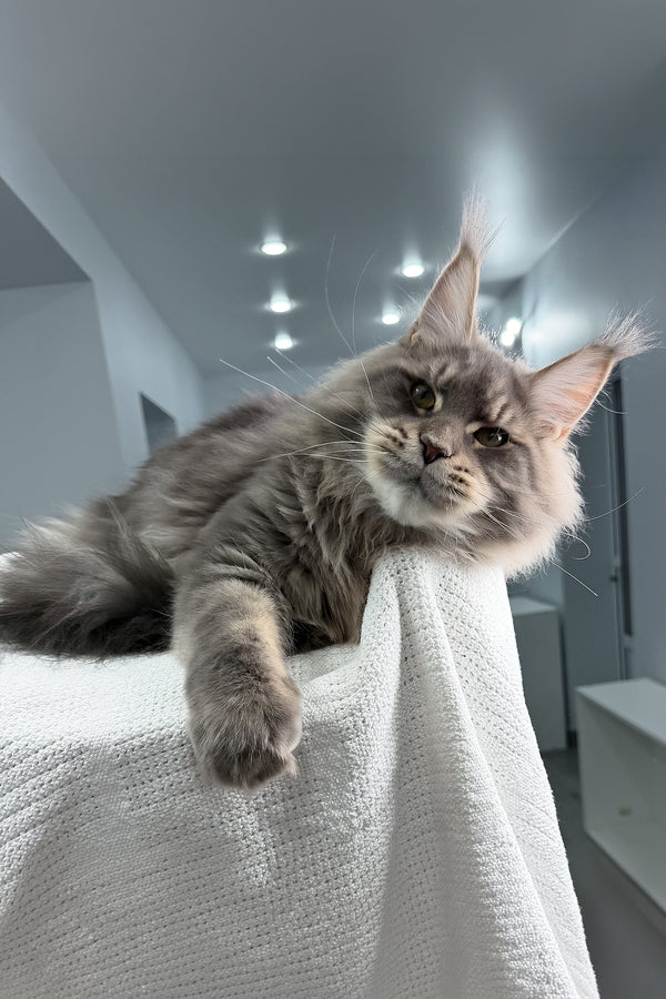 Marsel | Maine Coon Kitten
