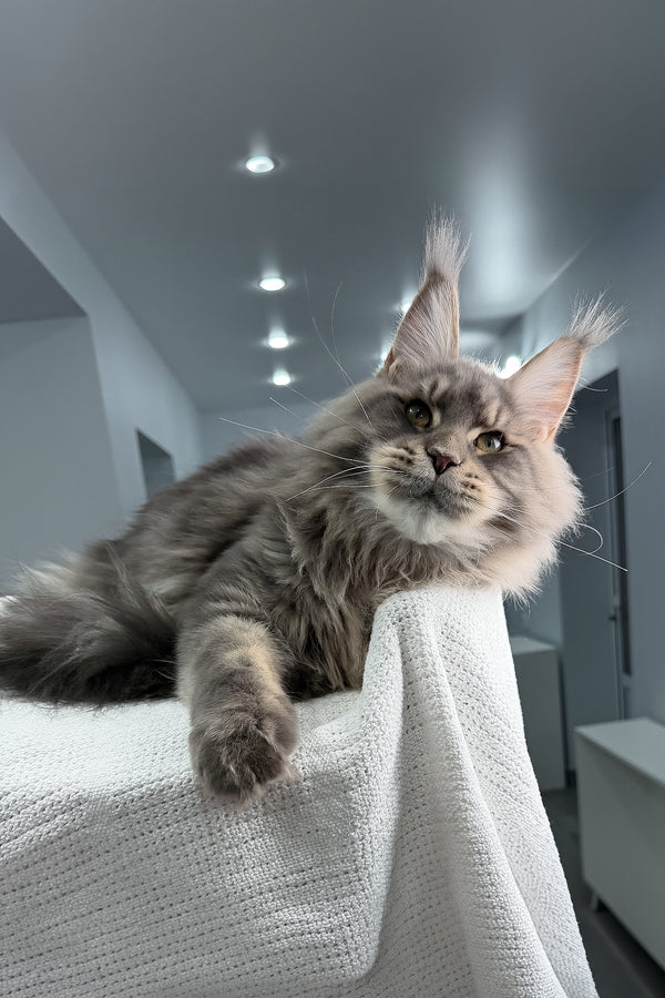 Marsel | Maine Coon Kitten
