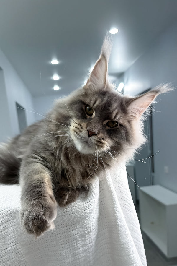 Marsel | Maine Coon Kitten