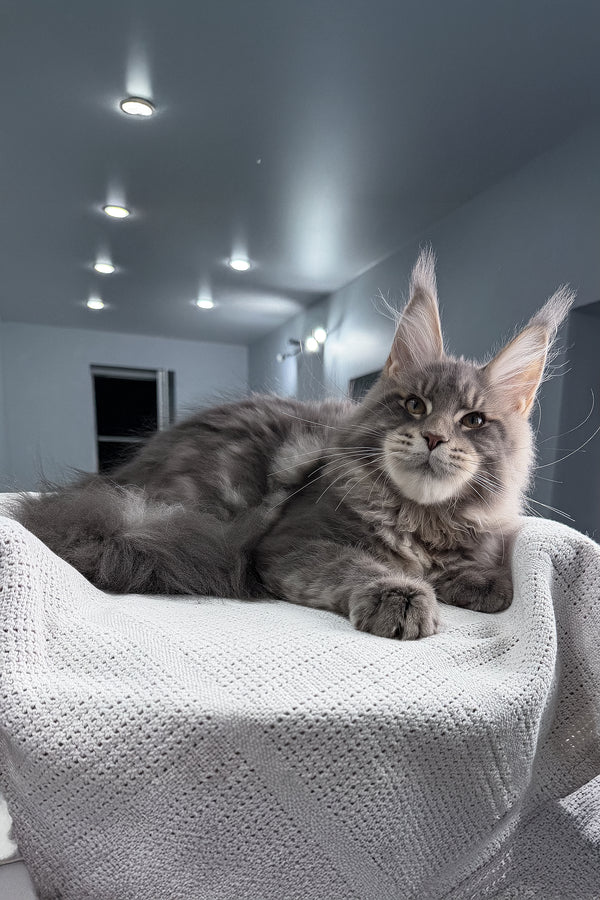 Marsel | Maine Coon Kitten
