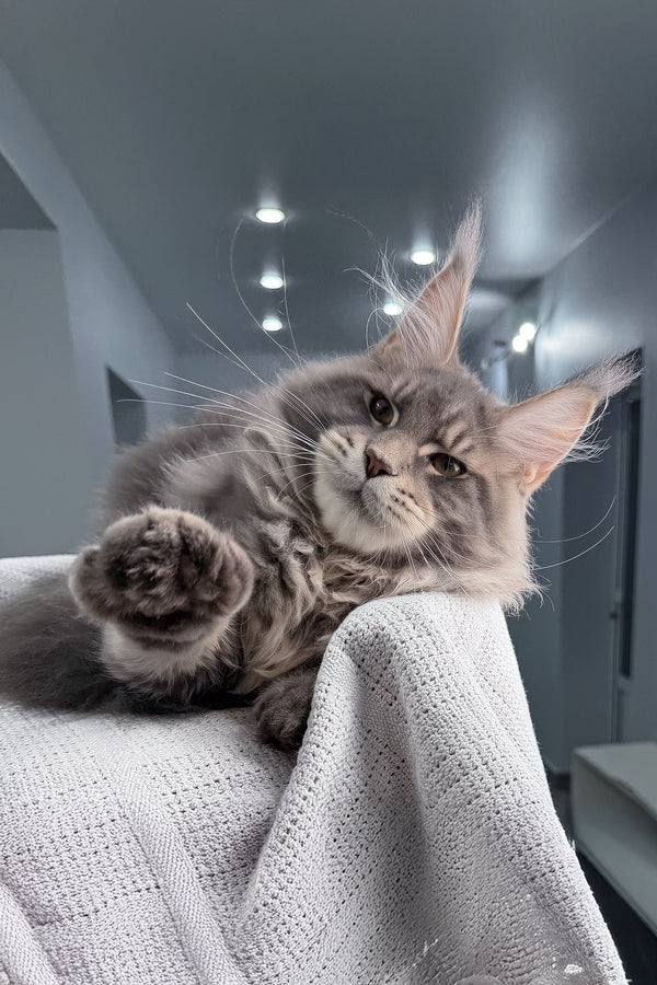 Marsel | Maine Coon Kitten