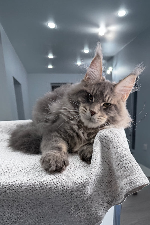 Marsel | Maine Coon Kitten