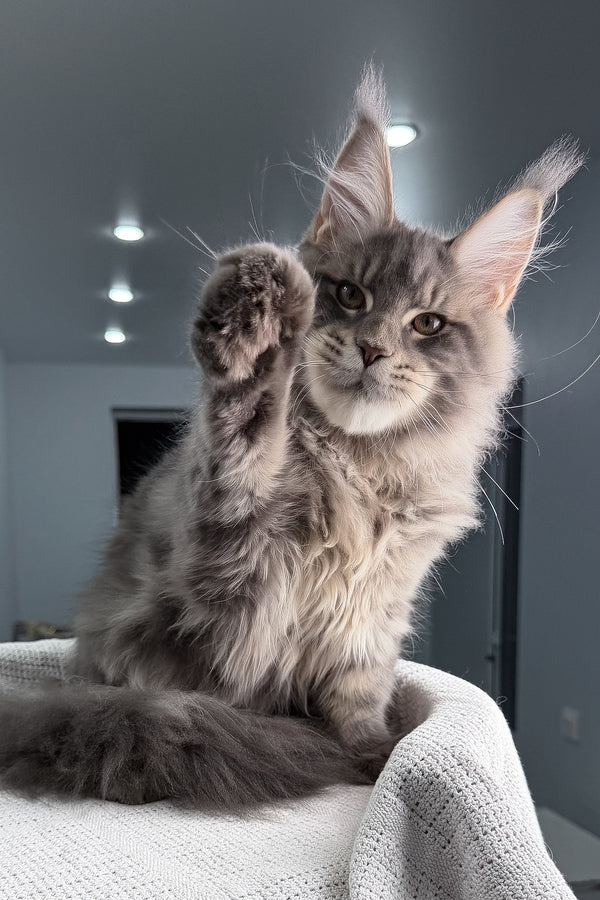Marsel | Maine Coon Kitten