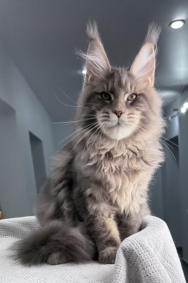 Marsel | Maine Coon Kitten