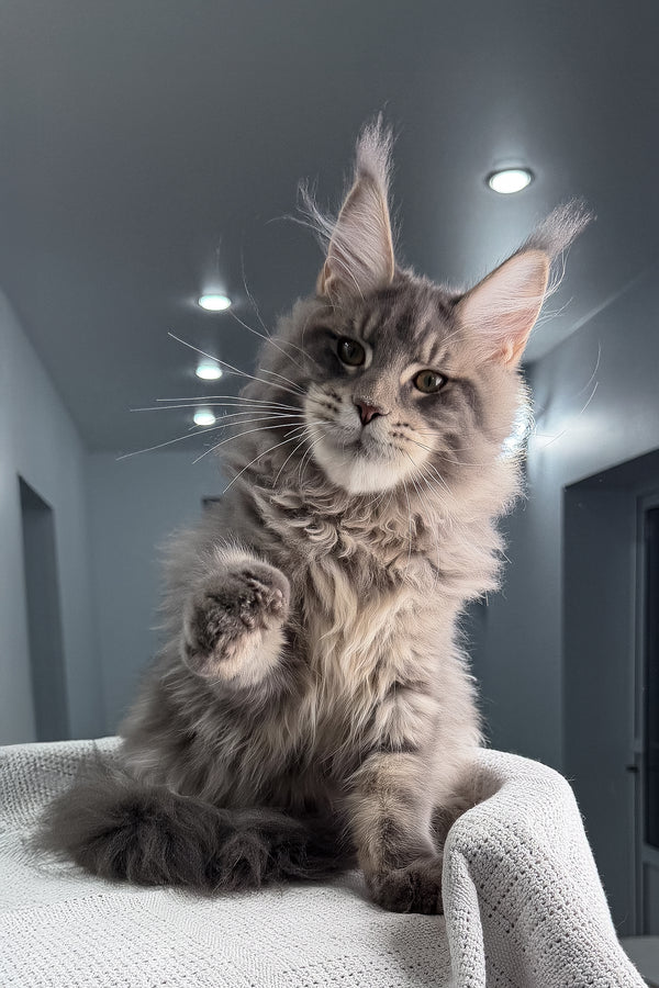 Marsel | Maine Coon Kitten