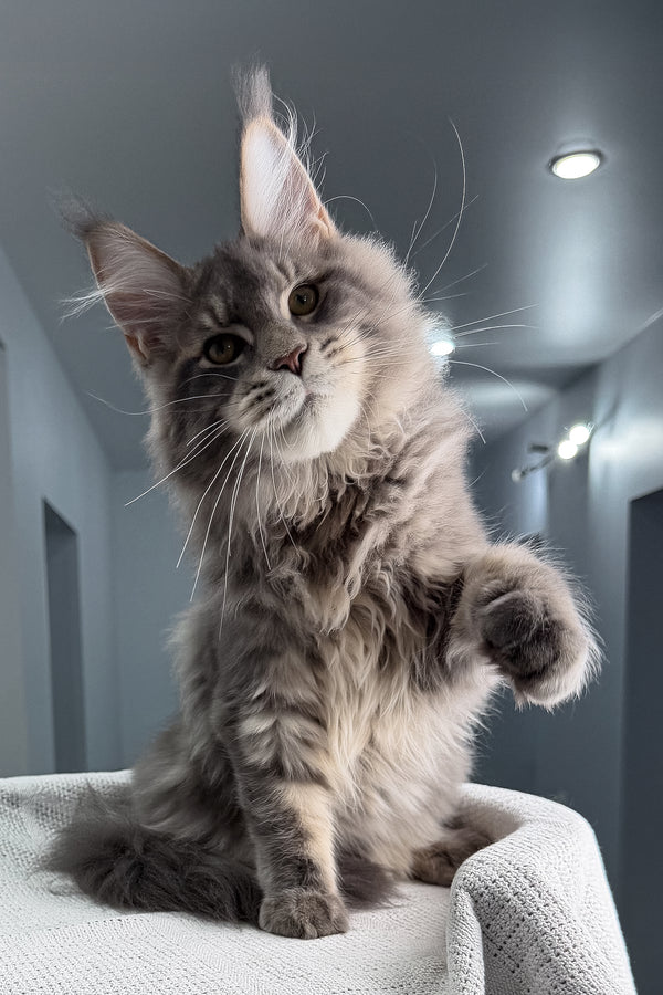 Marsel | Maine Coon Kitten