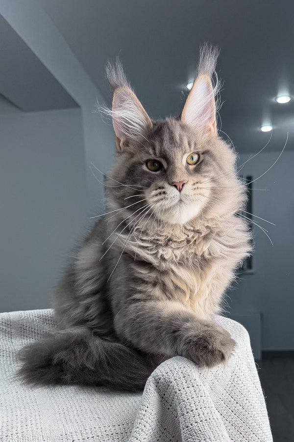Marsel | Maine Coon Kitten