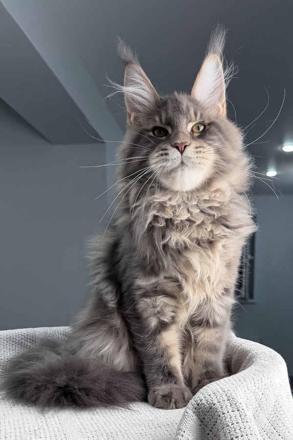 Marsel | Maine Coon Kitten