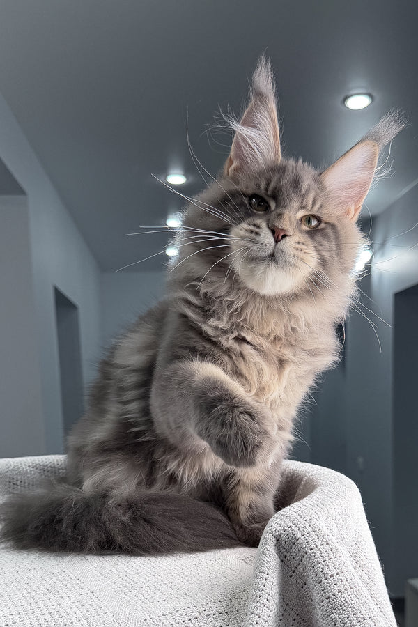 Marsel | Maine Coon Kitten