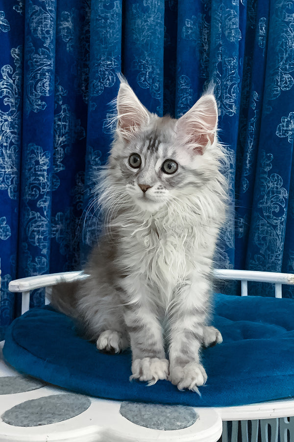 Marshall | Maine Coon Kitten
