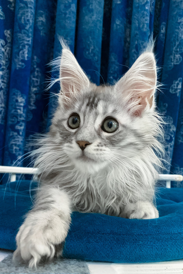 Marshall | Maine Coon Kitten