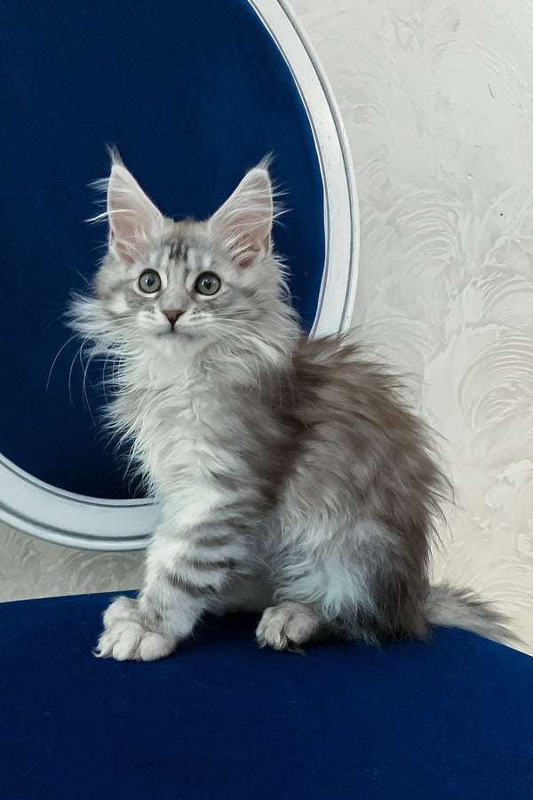 Marshall | Maine Coon Kitten