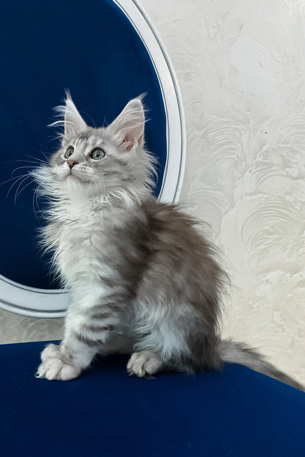 Marshall | Maine Coon Kitten