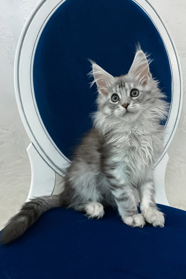 Marshall | Maine Coon Kitten