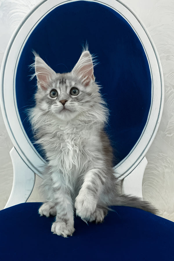 Marshall | Maine Coon Kitten