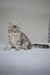 Marta | Siberian Kitten