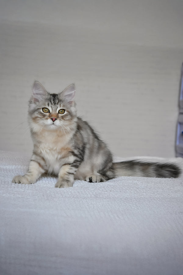Marta | Siberian Kitten
