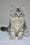 Marta | Siberian Kitten