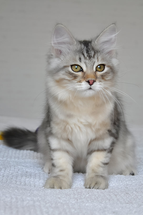 Marta | Siberian Kitten
