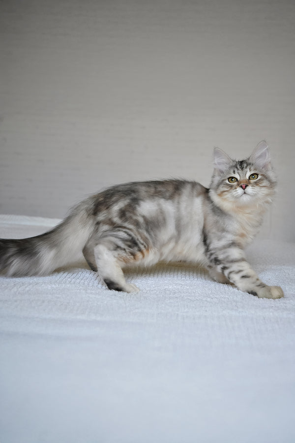 Marta | Siberian Kitten