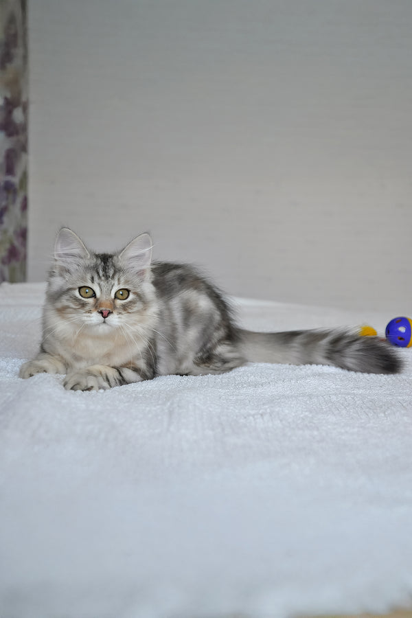 Marta | Siberian Kitten