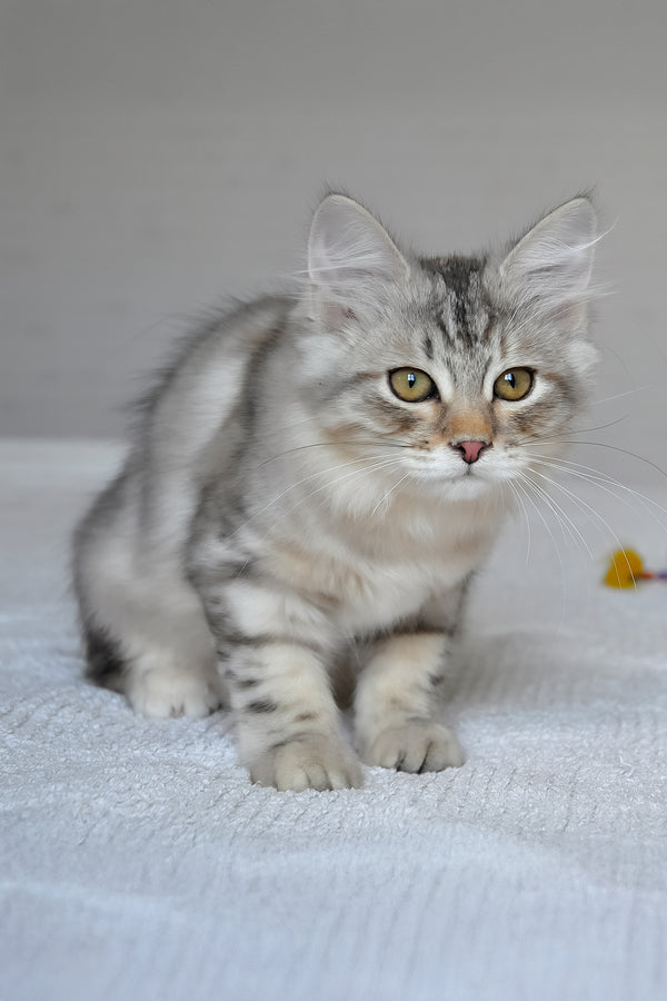 Marta | Siberian Kitten