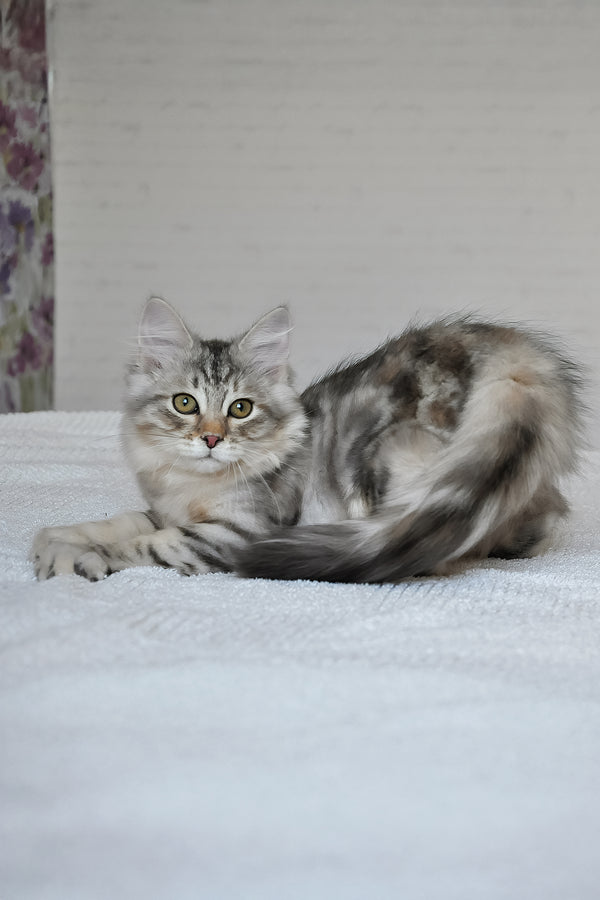 Marta | Siberian Kitten
