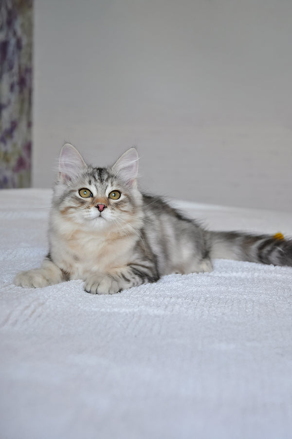 Marta | Siberian Kitten